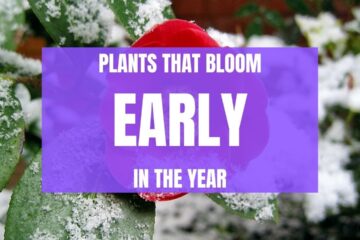 Garden Plants For EARLY SPRING Colour [My Favs]