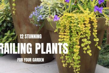 12 Stunning Trailing Plants For Your Garden