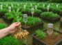 Old plastic bottles? Don’t toss them! Grow peanuts like this!