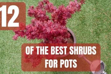 12 Shrubs Perfect For Growing in Pots