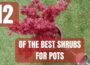 12 Shrubs Perfect For Growing in Pots