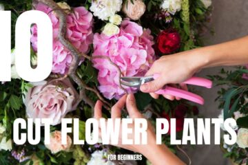 10 Essential Plants For a Cut Flower Garden