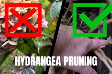 4 Minute Guide to Pruning Hydrangea Macrophylla