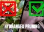 4 Minute Guide to Pruning Hydrangea Macrophylla