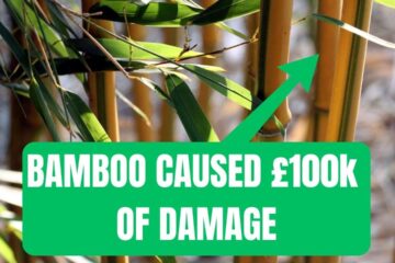 STOP Growing Bamboo in Your Garden [+ How to Remove it]