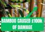 STOP Growing Bamboo in Your Garden [+ How to Remove it]