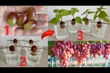 The trick to making grapes root quickly is to soak them in water.
