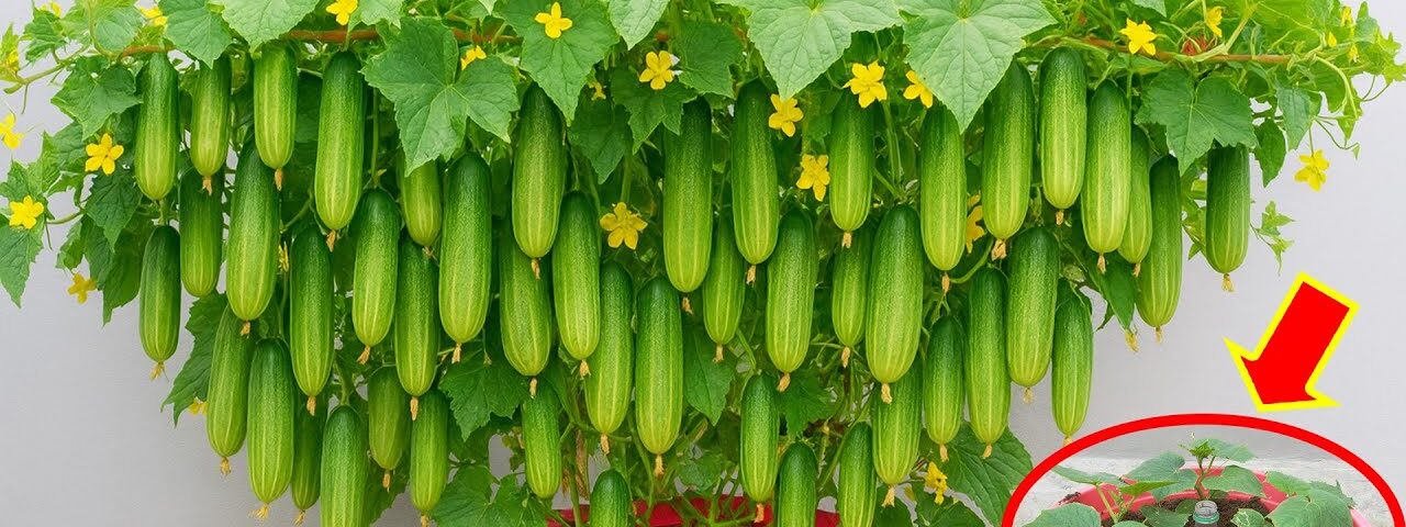 How to Grow Cucumbers in Plastic Bins on Terrace | US EU