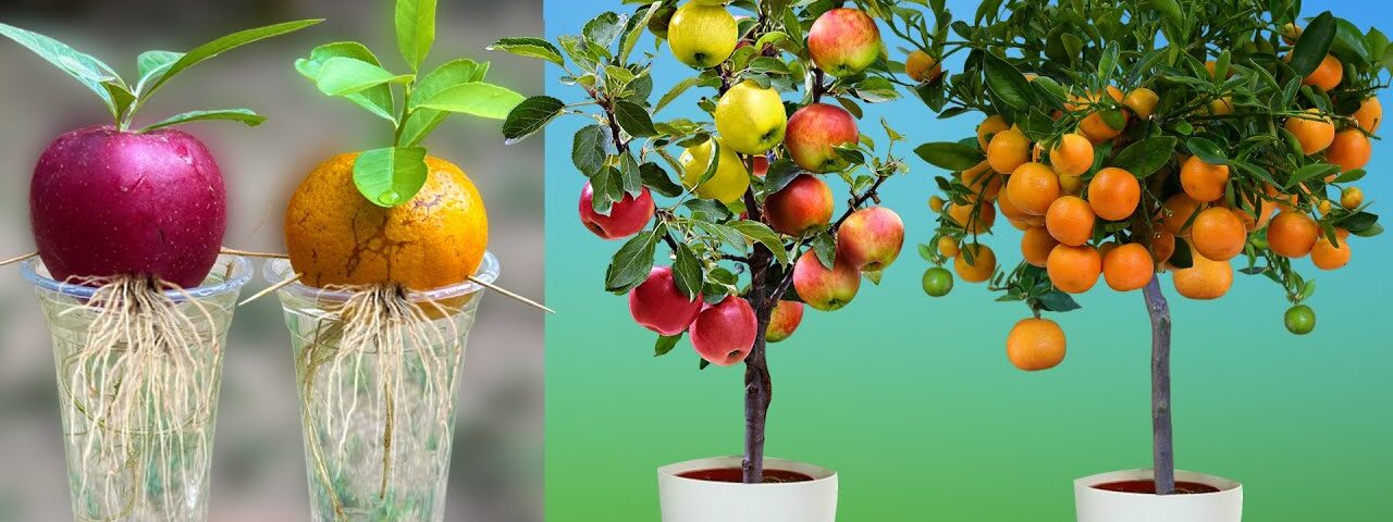 How to grow apples and oranges from their fruit in plastic bottles | How to grow fruit
