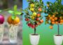 How to grow apples and oranges from their fruit in plastic bottles | How to grow fruit