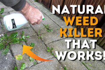 Homemade Weed Killer (Really Effective & Really Cheap!)