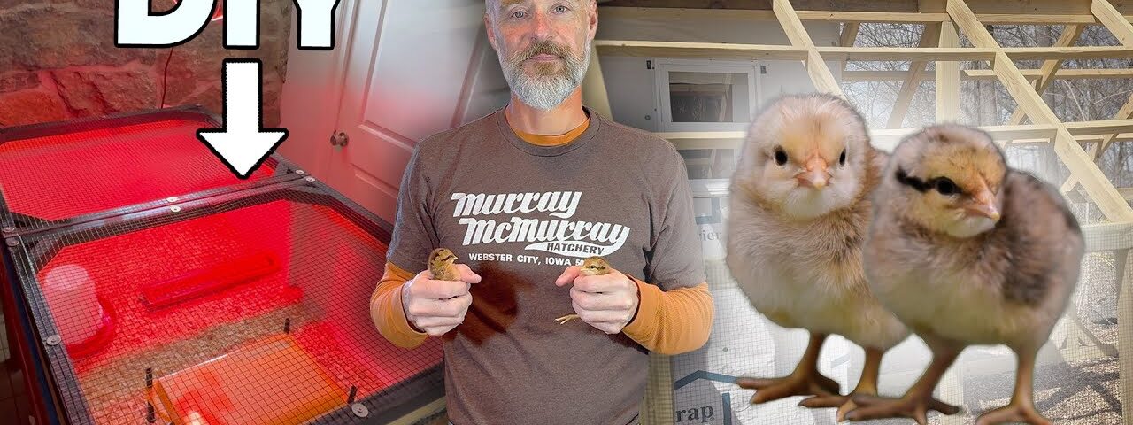 Building a DIY Wineberry Hill Brooder For My NEW Bielefelder Chicks