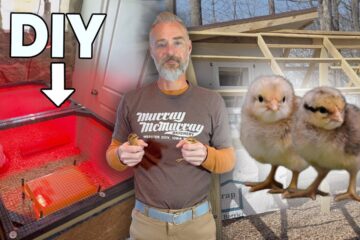 Building a DIY Wineberry Hill Brooder For My NEW Bielefelder Chicks