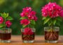 Just 1 Cup! Bougainvillea branches take root and bloom 5 times faster than usual.