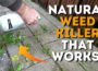 Homemade Weed Killer (Really Effective & Really Cheap!)