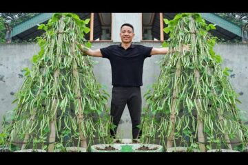 How to Grow Tons of Long Beans Easily Without a Garden – No Fertilizers, No Pesticides!