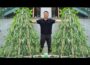 How to Grow Tons of Long Beans Easily Without a Garden – No Fertilizers, No Pesticides!