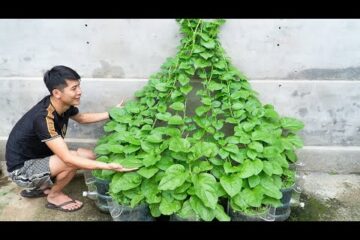 With just this, your vegetable garden will be green and delicious all year round.