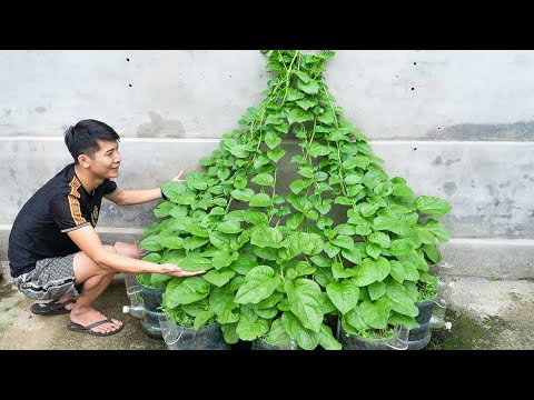 With just this, your vegetable garden will be green and delicious all year round.