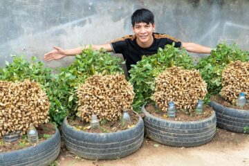 Simple Tire Garden Peanut Growing – No Soil Needed, No Fertilizer, No Harmful Chemicals