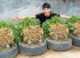 Simple Tire Garden Peanut Growing – No Soil Needed, No Fertilizer, No Harmful Chemicals