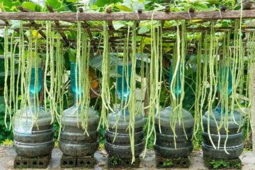 How I Grow Yardlong Beans Faster Than Ever – Harvest 100kg With Just One Plastic Bottle