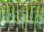 How I Grow Yardlong Beans Faster Than Ever – Harvest 100kg With Just One Plastic Bottle