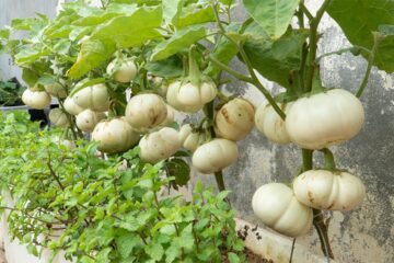 How to quickly grow eggplant interspersed with vegetable without a garden