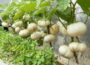 How to quickly grow eggplant interspersed with vegetable without a garden