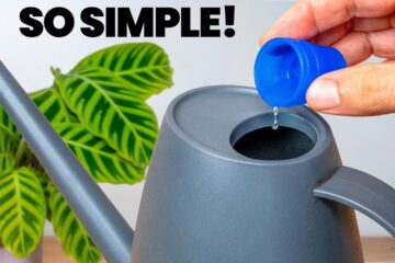 NEVER Water Your Plant Without THIS!