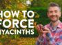 How to Force Hyacinths | Your Ultimate Quick & Easy Guide