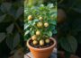 New technique of growing potato plant