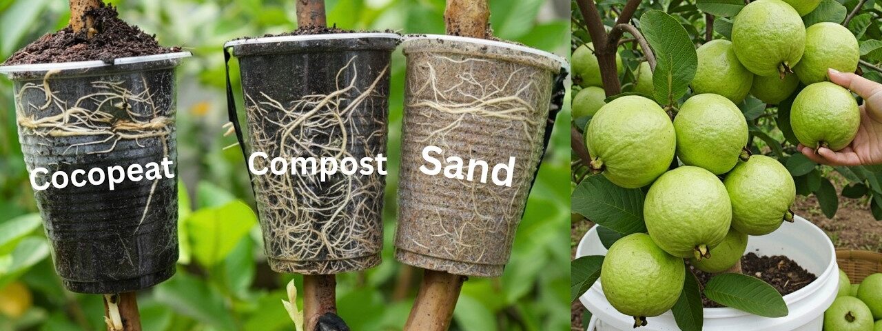 🌿New Test: Which material is best for propagating guava plants!😮