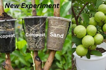 🌿New Test: Which material is best for propagating guava plants!😮 🌿New Test: Which material is best for propagating guava plants!😮