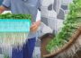 Ideas | Growing sprouts at home | No need for land, fast to harvest