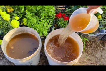 The Zero Cost Microbes Liquid That Makes Plants EXPLODE With Fruit!