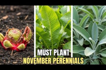 15 Perrenial Crops That Must be Planted in November – plant NOW or REGRET Later!