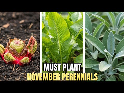 15 Perrenial Crops That Must be Planted in November – plant NOW or REGRET Later!