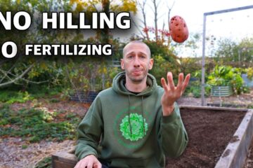 What Happens When You Toss Potatoes in a Raised Bed and Come Back 125 Days Later?