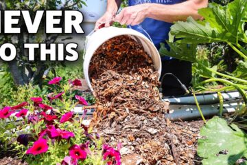 They Say NOT to do this… but does it work? (the truth about wood chips)