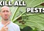 How to Eliminate ALL Pests in the Garden (NO MERCY)