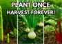 Plant These 13 Perennial Crops ONCE… and Harvest Forever!