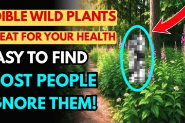 15 Edible Wild Plants Most People Overlook (You’ve Probably Walked Right Past Them)