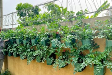 5 Plastic Bottle Wall Garden Ideas – Super Beautiful, Easy and Budget-Friendly!