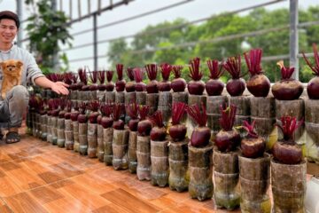 No Garden? You’ll Regret Missing This Super Easy Way to Grow Beets!