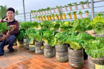 Milk and Coconut Coir? Try This Super Easy and Effective Way to Grow Napa Cabbage!