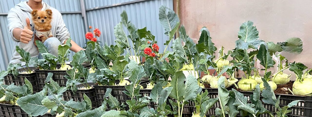 Don’t Throw Away Eggshells Anymore – Grow Kohlrabi Like This – Super Big Bulbs!