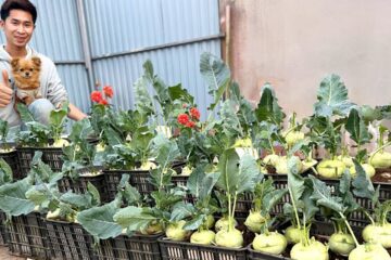 Don’t Throw Away Eggshells Anymore – Grow Kohlrabi Like This – Super Big Bulbs!