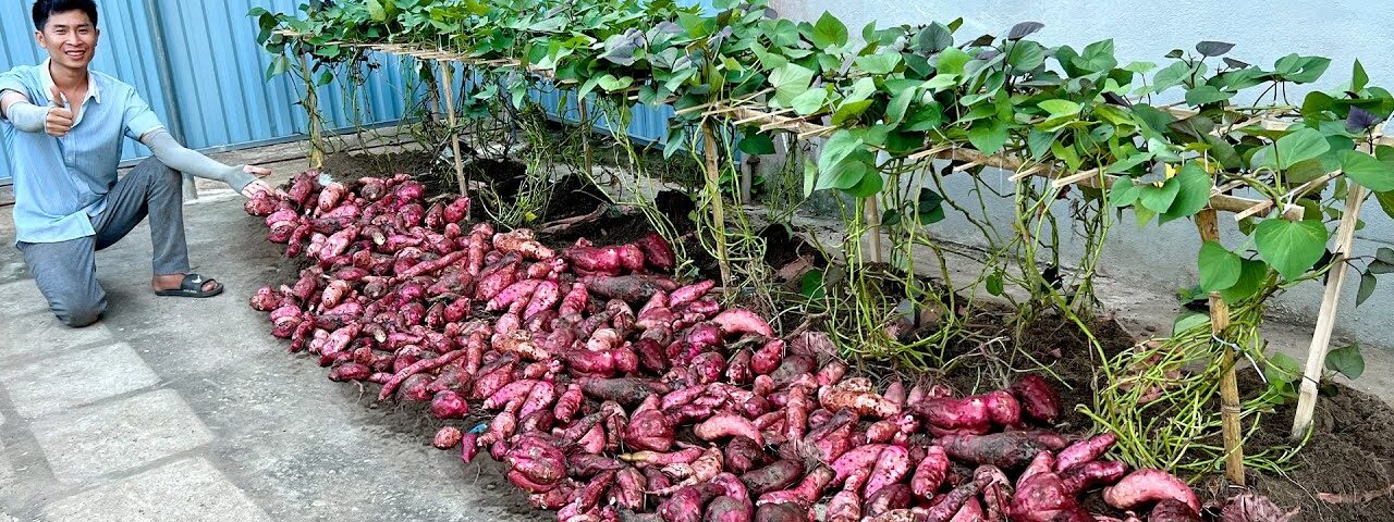 No Garden Needed! 5 Super Easy Ways to Grow Sweet Potatoes for Beginners