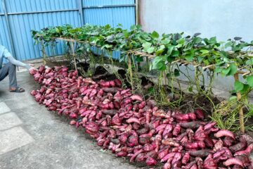 No Garden Needed! 5 Super Easy Ways to Grow Sweet Potatoes for Beginners